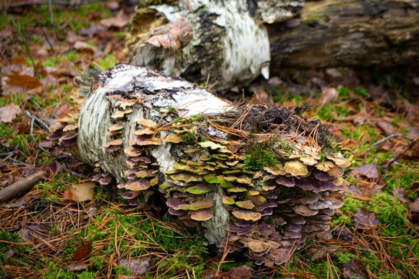 Cogumelo Verde Log Seco Floresta Outono Bielorrússia — Fotografia de Stock