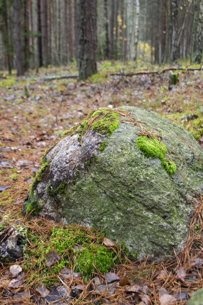 Grande Pierre Couverte Mousse Verte Dans Forêt Brumeuse Automne — Photo