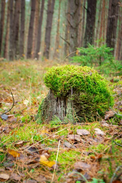 Tronco Árvore Com Chapéu Musgo Chão Floresta Imagem Vertical — Fotografia de Stock