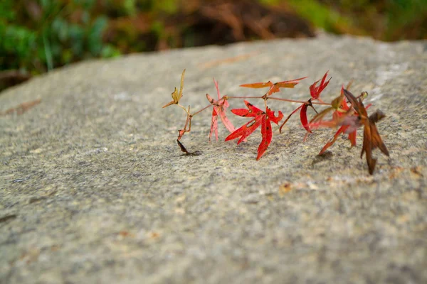 Red thin leaves on a natural stone background. Banner with space for text. Beautiful natural background.