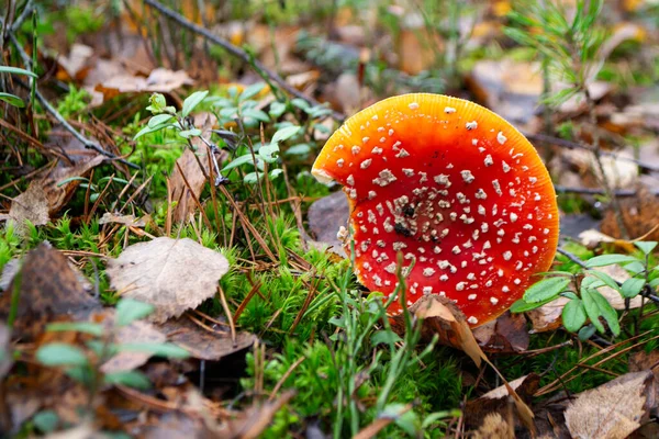 Jedovatá Psychoaktivní Bazidiomycetová Houba Jasná Moucha Agarická Podzim — Stock fotografie