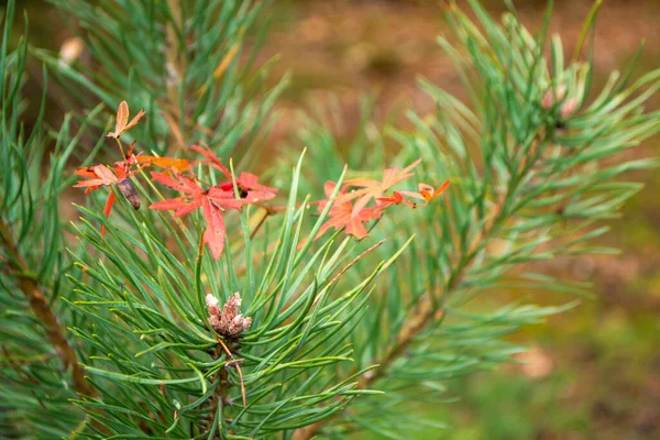 Осенний Фон Сосновых Листьев Сезонная Концепция Красные Тонкие Листья Сосновой — стоковое фото