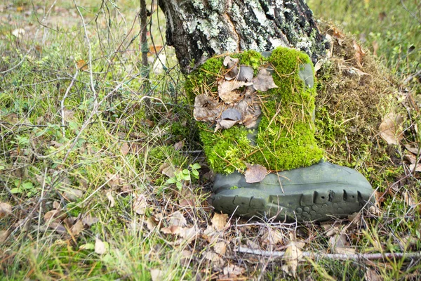 Sonbaharda Yeşil Yosunlu Terk Edilmiş Eski Bot Kapağı — Stok fotoğraf