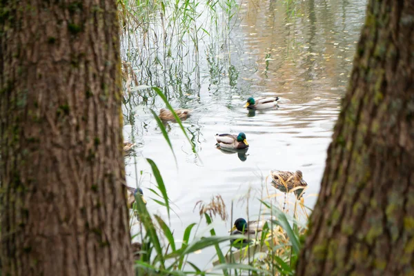 Rebanho Patos Reais Selvagens Nadando Água — Fotografia de Stock