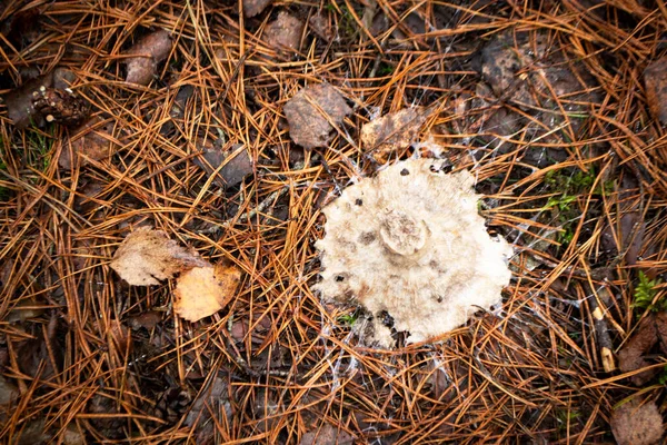 Hongos Moho Hongos Viejos Bosque Salvaje Estructura Del Hongo Micelio —  Fotos de Stock