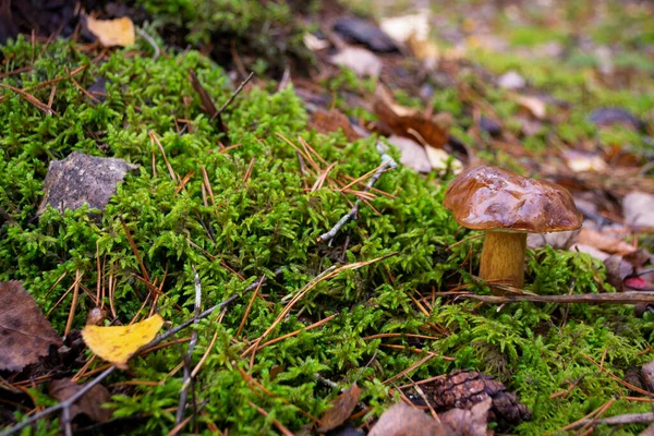 Pequeno Cogumelo Comestível Xerocomus Badius Floresta Selvagem Musgo — Fotografia de Stock