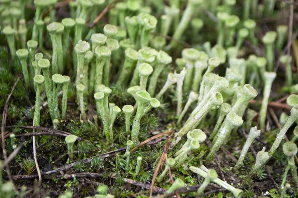 Lichen cladonia deformis no outono, close-up. — Fotografia de Stock