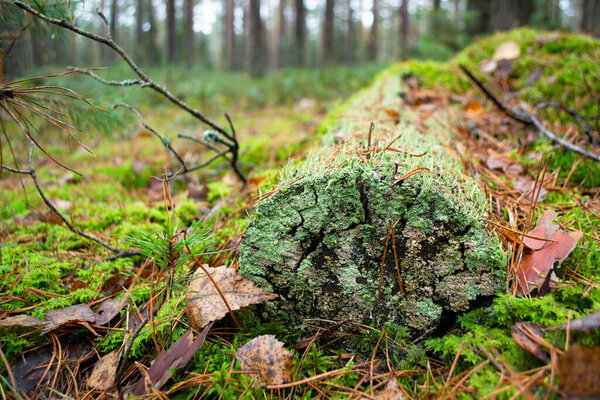 Wild forest fallen tree in the forest. The log is covered with blue green moss.