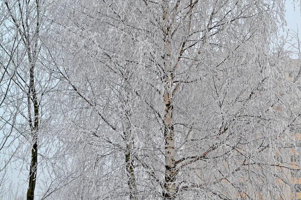 Frostig vintermorgon i ett trä putsat med rim, rysk vinter med björk gren — Stockfoto