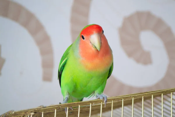 Vacker Fågel Lovebird Står Över Sin Bur Närbild — Stockfoto