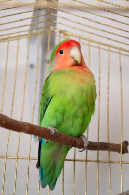 Gül yüzlü muhabbet kuşu ya da Agapornis Roseicollis. Renkli papağan