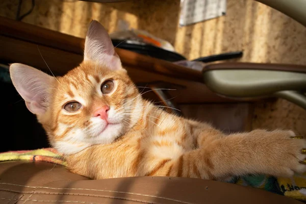 Porträt einer roten Katze, die direkt in die Kamera des Betrachters blickt. Entzückende Haustier-Nahaufnahme — Stockfoto