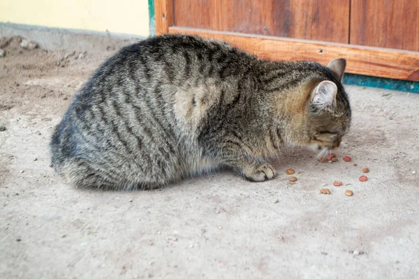 Streunende graue Katze frisst Fleisch — Stockfoto