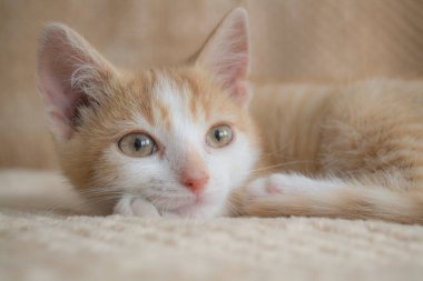 Hafif arka planda genç kırmızı kedi, konsept yaşam tarzını gevşet