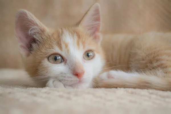 Junge Rote Katze Auf Hellem Hintergrund Entspannter Lebensstil — Stockfoto
