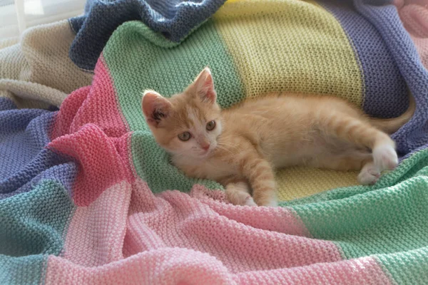 Cute Little Red Kitten Lies Soft Blankets Knitted Colorful Plaid — Stock Photo, Image