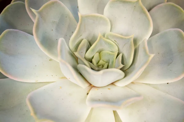 Τριγωνική Διάταξη Των Παχυφύτων Των Teal Cactus — Φωτογραφία Αρχείου