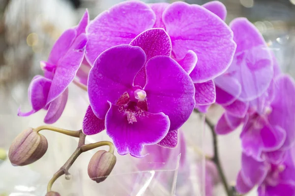 Blütenstand Lila Orchideen Blühen Natürliche Blume Riesige Gruppe Aus Nächster — Stockfoto