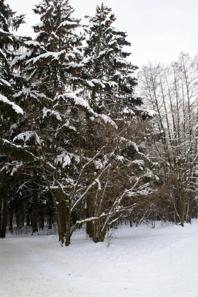 Winter Fir Tree Forest Snow Covered Trees Vertical Image — Stock Photo, Image