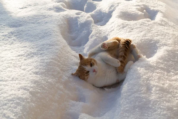 Red cat enjoying snow. Happy cat lying on the snow on the back, russian winter