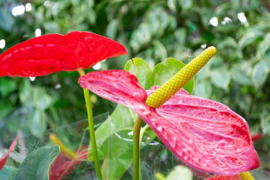 Birkaç kırmızı anthurium andreanum ya da flamingo zambağına yakın çekim