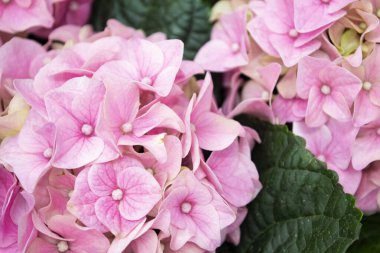 Pembe hidragea çiçek açmış. Çiçekli hortensiya bitkisi. Yakın çekim.