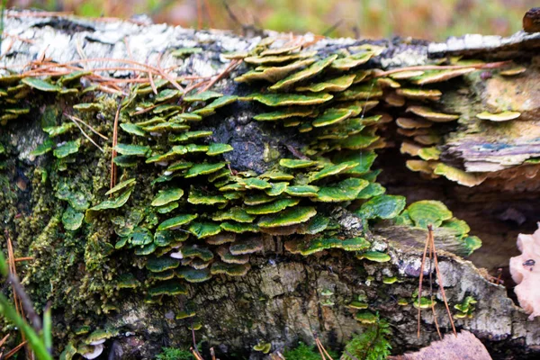 Groupe Champignons Sur Tronc Champignon Sauvage Brun Grand Arbre Qui Images De Stock Libres De Droits