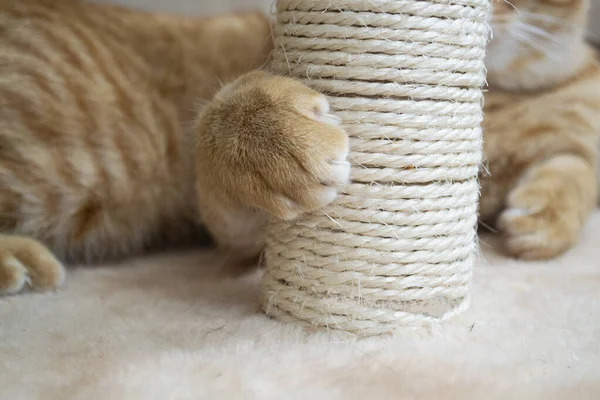 Tatlı kırmızı kedi yavrusu kedi ağacını tırmalıyor.