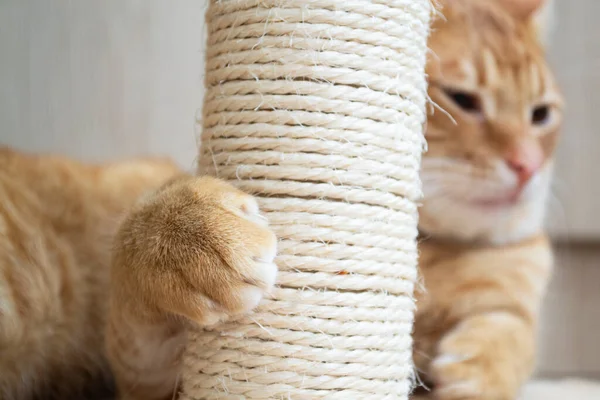 Lindo gato rojo afilando garras en árbol en sala de luz Fotos De Stock Sin Royalties Gratis