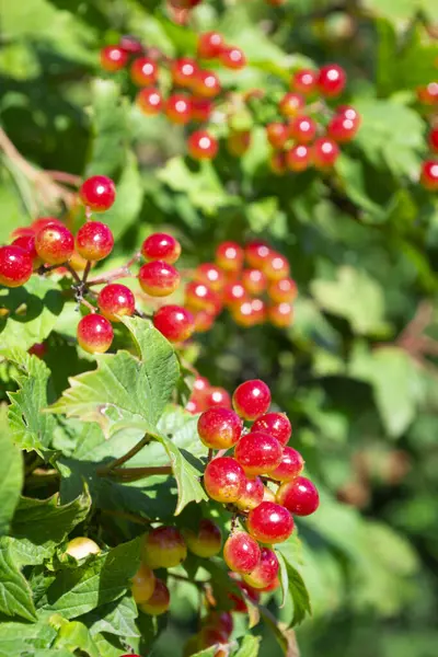 Röd viburnum gren i trädgården. Viburnum eller viburnum opulus bär och lämnar utomhus på hösten. Röda viburnum-bär på en gren. — Stockfoto