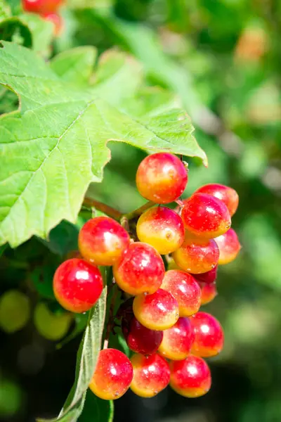 Frukter av viburnum, viburnum i trädgården, tapeter med viburnum på nära håll — Stockfoto