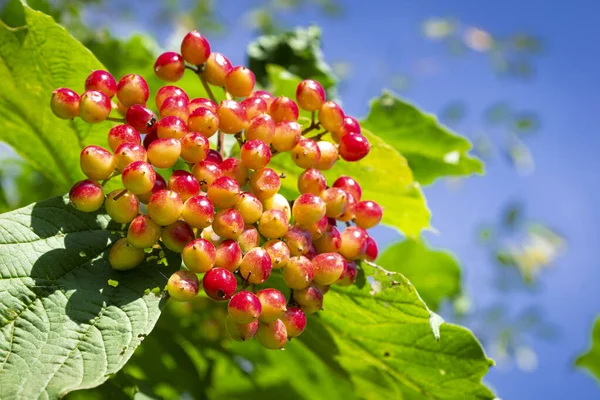 Viburnum bär och blad av viburnum på sommaren. Bär av Viburnum opulus på en buske i den soliga trädgården på blå himmel — Stockfoto