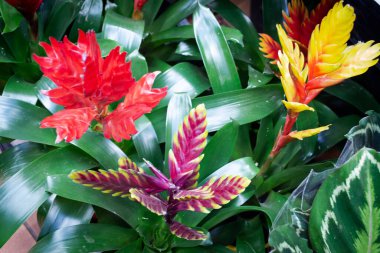 Bahçedeki Vriesea çiçeği, tropikal çiçekleri açan Vriesea bitkileri. Çeşitlilik bromelia