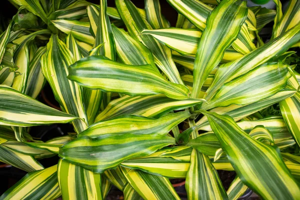 Dracaena deremensis Lemon meglepetés citrom mész, dracaena háttér — Stock Fotó