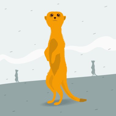 meerkat için yer arıyorum