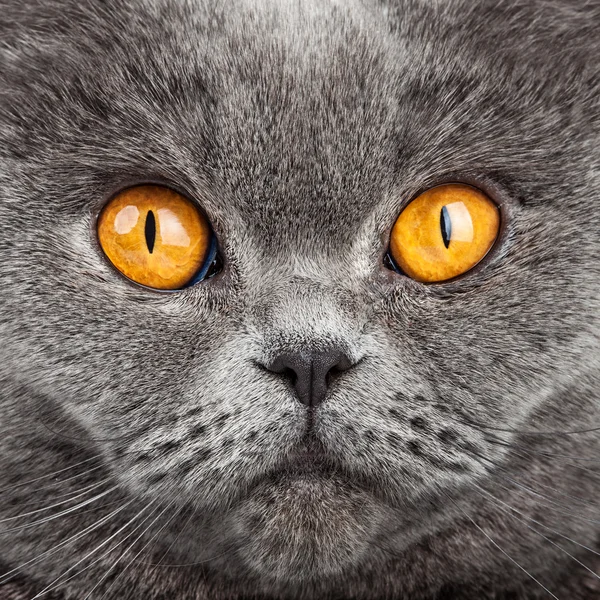 British Shorthair Cat Portrait (en inglés). Hermoso gatito —  Fotos de Stock