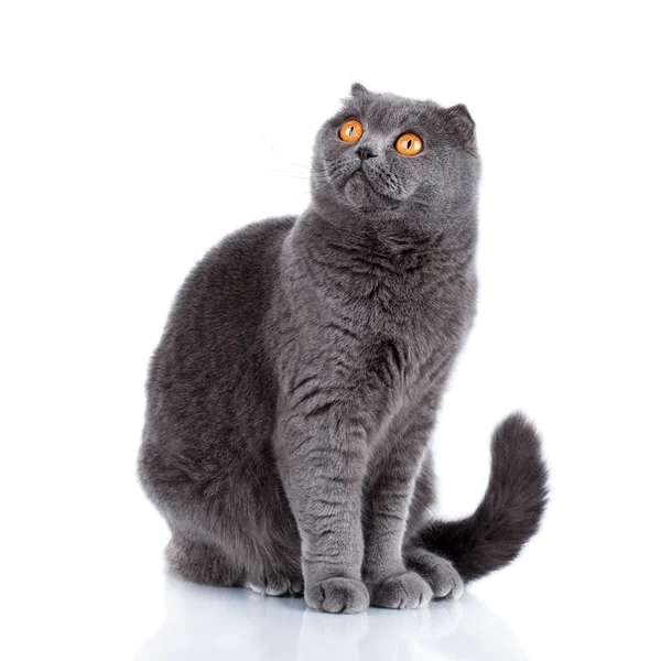 British Shorthair Cat Portrait (en inglés). Hermoso gatito aislado en whit —  Fotos de Stock
