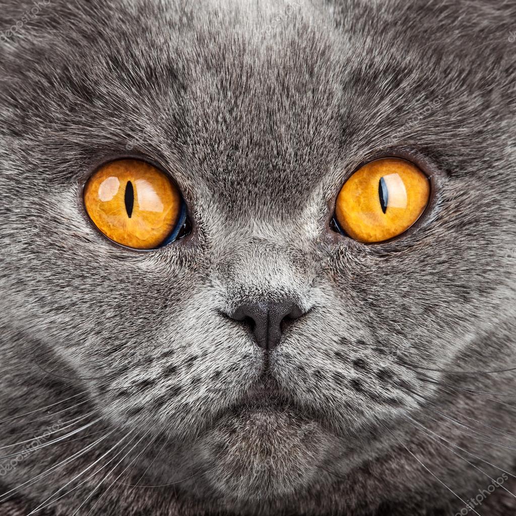 Фото Британская Вислоухая Серая