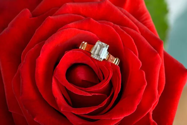 Pierścień Umieścić Środku Pięknej Kwitnącej Czerwonej Róży Koncepcja Święta Walentynki — Zdjęcie stockowe