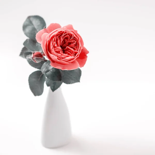 Roze Roos Bloemen Arrangement Feestelijke Boeket Compositie Witte Achtergrond Verjaardag — Stockfoto