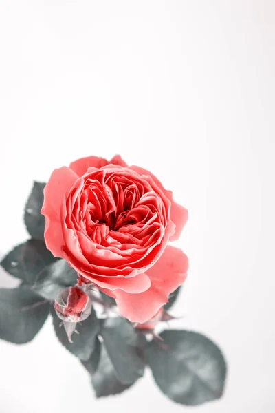 Rosafarbene Rosenblüten Festliche Straußkomposition Auf Weißem Hintergrund Geburtstag Muttertag Valentinstag — Stockfoto