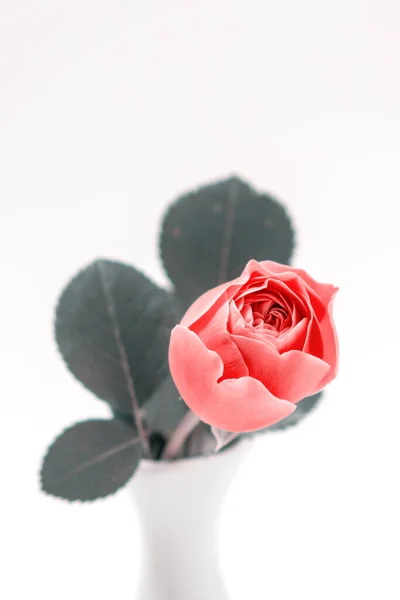 ピンクのバラの花の配置 白を基調とした祝祭的な花束構成 誕生日 バレンタイン 女性の 結婚式の日の概念 スペースのコピー — ストック写真