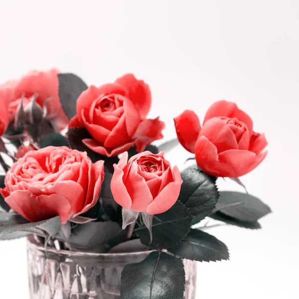 Rosa Rosa Fiori Disposizione Composizione Bouquet Festivo Sfondo Bianco Compleanno — Foto Stock
