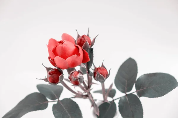 Pembe Gül Çiçek Aranjmanı Beyaz Arka Planda Şenlikli Buket Kompozisyonu — Stok fotoğraf