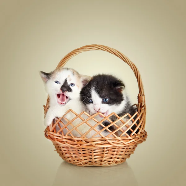 Two little kittens. Cat sitting in basket — Stock Photo, Image