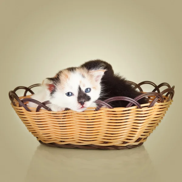 Two little kittens. Cat sitting in basket — Stock Photo, Image