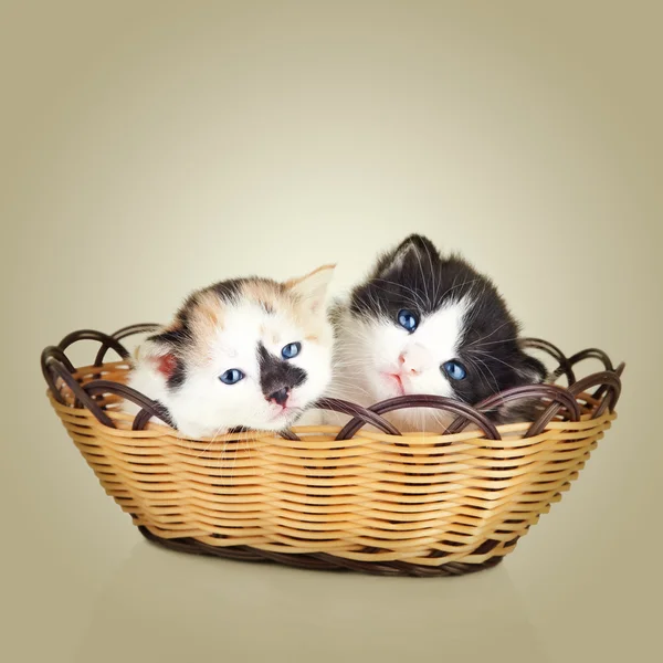 Two little kittens. Cat sitting in basket — Stock Photo, Image