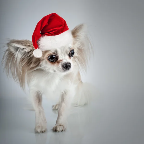 Longhair chihuahua in Christmas Santa hat. Small dog sitting — Stock Photo, Image