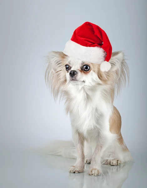 ख्रिसमस सांता टोपी मध्ये लाँगहेअर चिहुआआ. लहान कुत्रा बसला — स्टॉक फोटो, इमेज