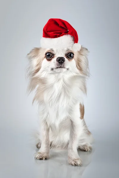 Longhair chihuahua in Christmas Santa hat. Small dog sitting — Stock Photo, Image